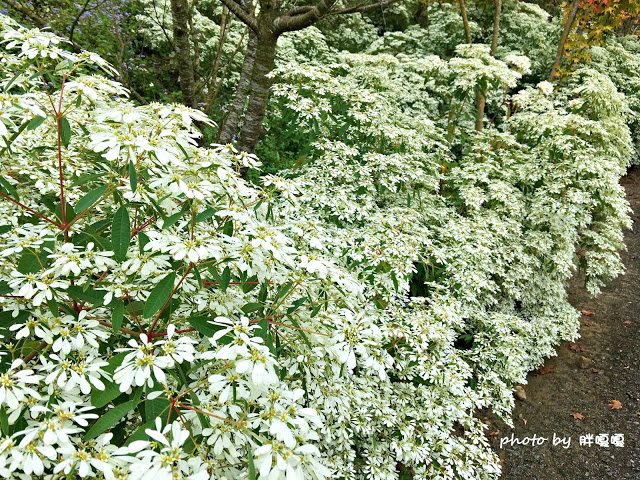 【台中 新社】沐心泉休閒農場●※●一年四季都有不同風貌,現在黃楓mix白雪木,正對時,美哉。