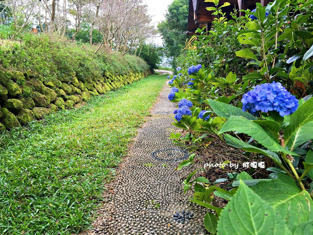 【台中 新社】沐心泉休閒農場●※●一年四季都有不同風貌,現在黃楓mix白雪木,正對時,美哉。