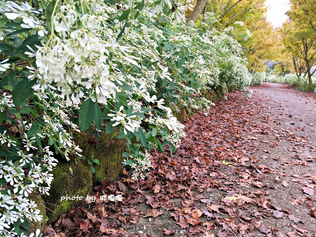 【台中 新社】沐心泉休閒農場●※●一年四季都有不同風貌,現在黃楓mix白雪木,正對時,美哉。