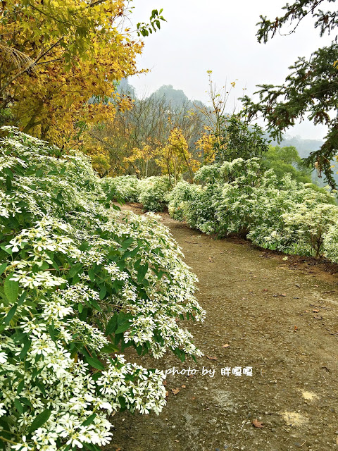 【台中 新社】沐心泉休閒農場●※●一年四季都有不同風貌,現在黃楓mix白雪木,正對時,美哉。