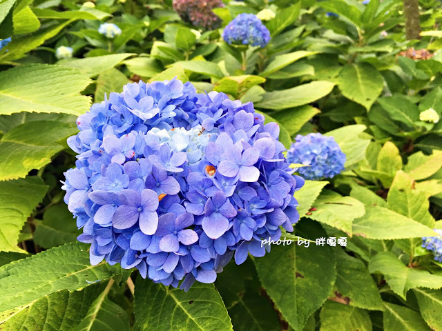 【台中 新社】沐心泉休閒農場●※●一年四季都有不同風貌,現在黃楓mix白雪木,正對時,美哉。