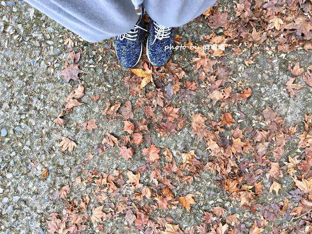 【台中 新社】沐心泉休閒農場●※●一年四季都有不同風貌,現在黃楓mix白雪木,正對時,美哉。