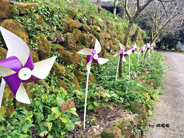 【台中 新社】沐心泉休閒農場●※●一年四季都有不同風貌,現在黃楓mix白雪木,正對時,美哉。