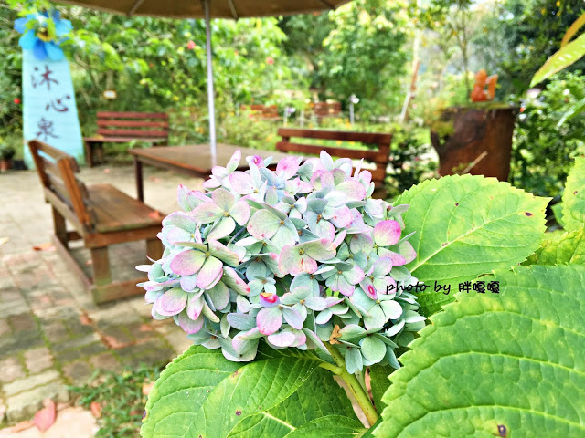 【台中 新社】沐心泉休閒農場●※●一年四季都有不同風貌,現在黃楓mix白雪木,正對時,美哉。