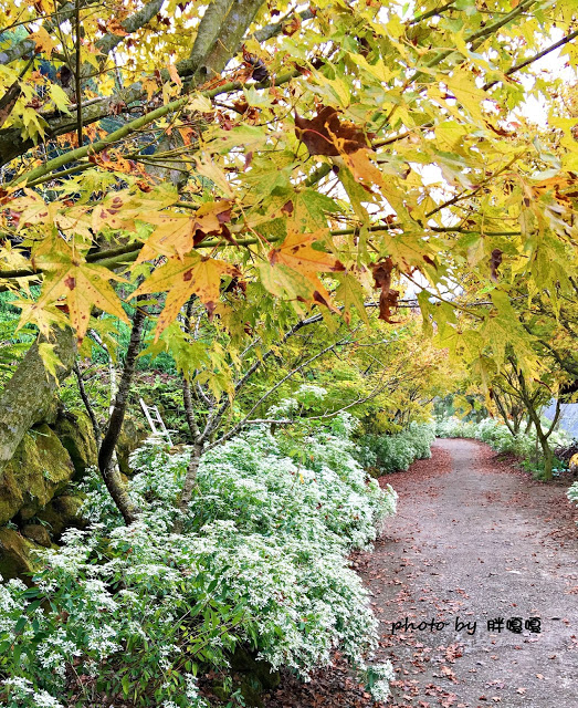 【台中 新社】沐心泉休閒農場●※●一年四季都有不同風貌,現在黃楓mix白雪木,正對時,美哉。