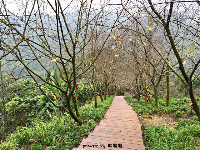 【台中 新社】沐心泉休閒農場●※●一年四季都有不同風貌,現在黃楓mix白雪木,正對時,美哉。