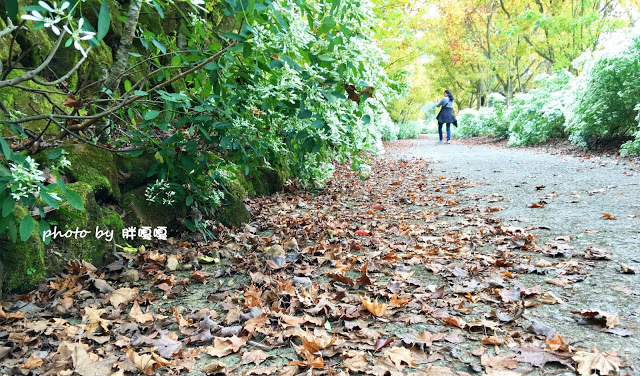 【台中 新社】沐心泉休閒農場●※●一年四季都有不同風貌,現在黃楓mix白雪木,正對時,美哉。