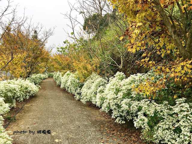 【台中 新社】沐心泉休閒農場●※●一年四季都有不同風貌,現在黃楓mix白雪木,正對時,美哉。