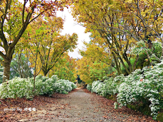 【台中 新社】沐心泉休閒農場●※●一年四季都有不同風貌,現在黃楓mix白雪木,正對時,美哉。
