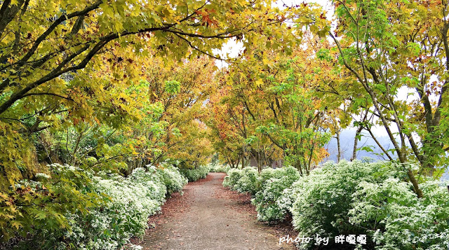 【台中 新社】沐心泉休閒農場●※●一年四季都有不同風貌,現在黃楓mix白雪木,正對時,美哉。