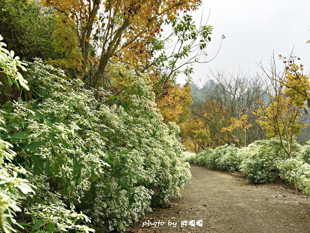 【台中 新社】沐心泉休閒農場●※●一年四季都有不同風貌,現在黃楓mix白雪木,正對時,美哉。