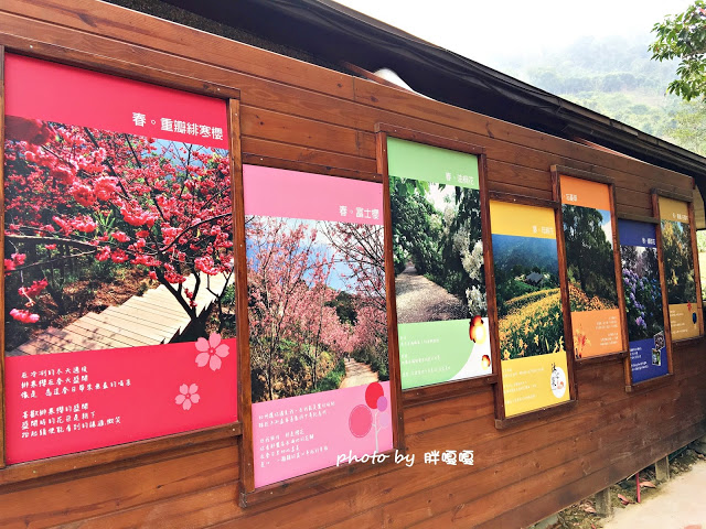 【台中 新社】沐心泉休閒農場●※●一年四季都有不同風貌,現在黃楓mix白雪木,正對時,美哉。