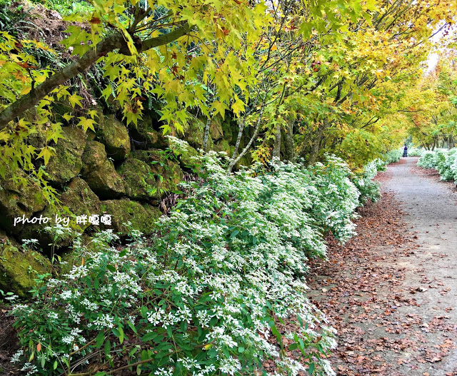 【台中 新社】沐心泉休閒農場●※●一年四季都有不同風貌,現在黃楓mix白雪木,正對時,美哉。