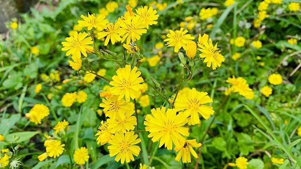 大IMG_7383 上午10.58.38.jpeg