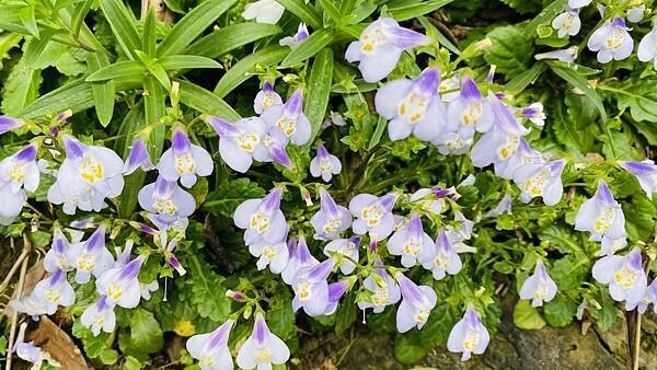 大IMG_7391 上午10.58.38.jpeg