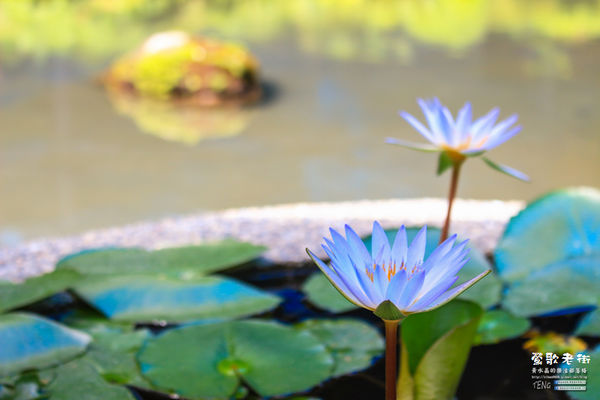鶯歌老街喫淘趣之三│新北市/鶯歌區(從陶瓷工藝園區出發、重新認識鶯歌之美三部曲，鶯歌陶瓷一日小旅行系列)