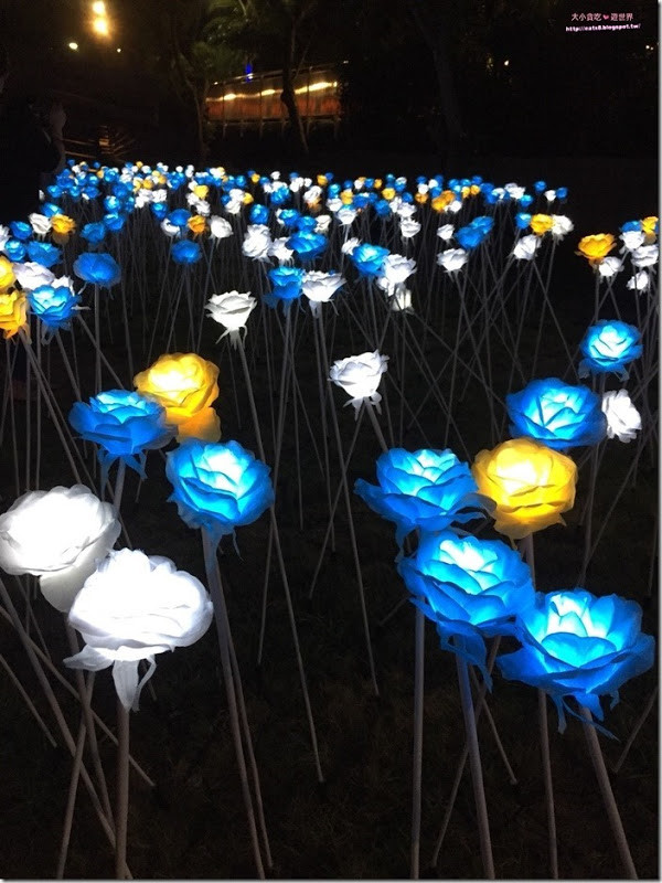 海關碼頭花海_180801_0006