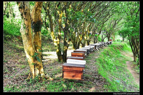 20160529三芝牧蜂農場13