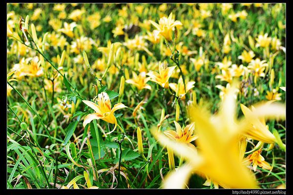 20160529三芝牧蜂農場8