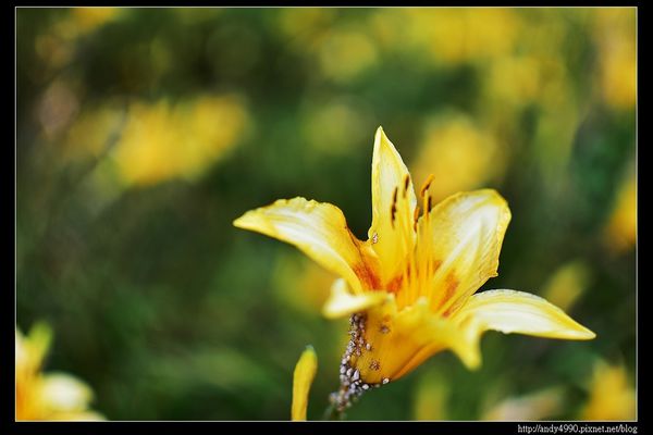20160529三芝牧蜂農場10