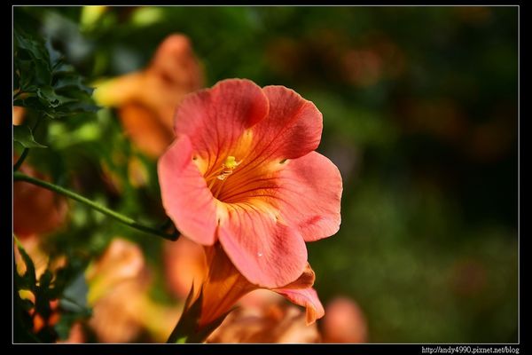 20160529三芝牧蜂農場2