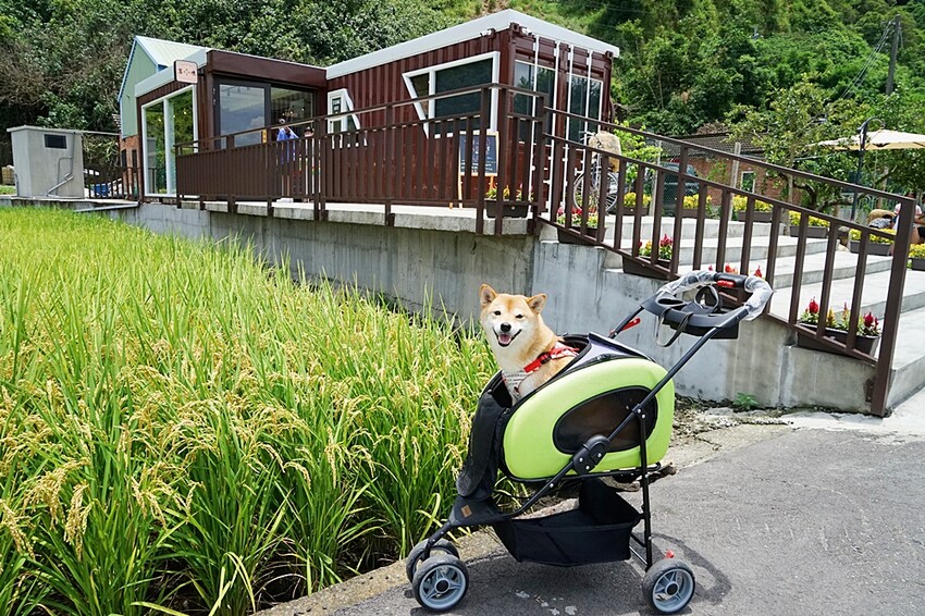 季節限定美景！！一望無際自然系稻田咖啡、甜點店，秘境中的蜜境，千萬記得預約唷！！