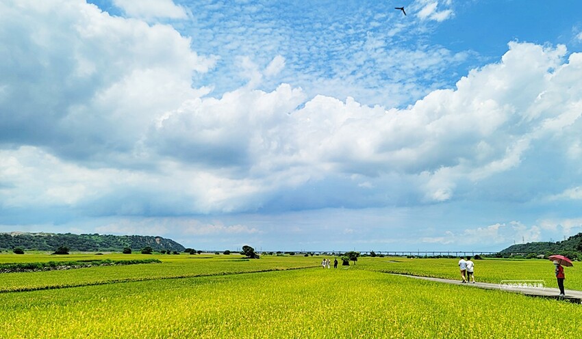 季節限定美景！！一望無際自然系稻田咖啡、甜點店，秘境中的蜜境，千萬記得預約唷！！