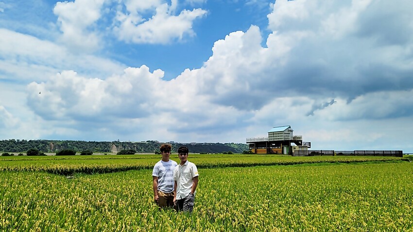季節限定美景！！一望無際自然系稻田咖啡、甜點店，秘境中的蜜境，千萬記得預約唷！！