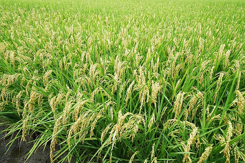 季節限定美景！！一望無際自然系稻田咖啡、甜點店，秘境中的蜜境，千萬記得預約唷！！