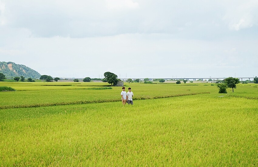 季節限定美景！！一望無際自然系稻田咖啡、甜點店，秘境中的蜜境，千萬記得預約唷！！