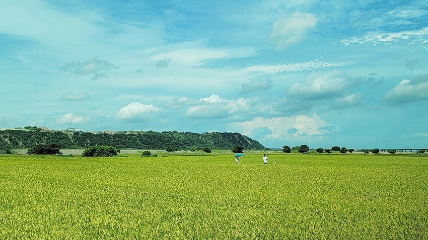 季節限定美景！！一望無際自然系稻田咖啡、甜點店，秘境中的蜜境，千萬記得預約唷！！