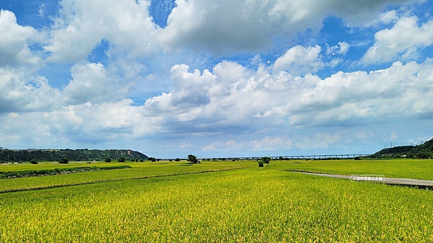 季節限定美景！！一望無際自然系稻田咖啡、甜點店，秘境中的蜜境，千萬記得預約唷！！