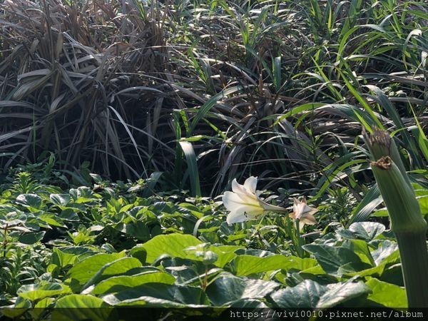 富貴角燈塔_200414_0023.jpg 富貴角燈塔_200414_0023.jpg