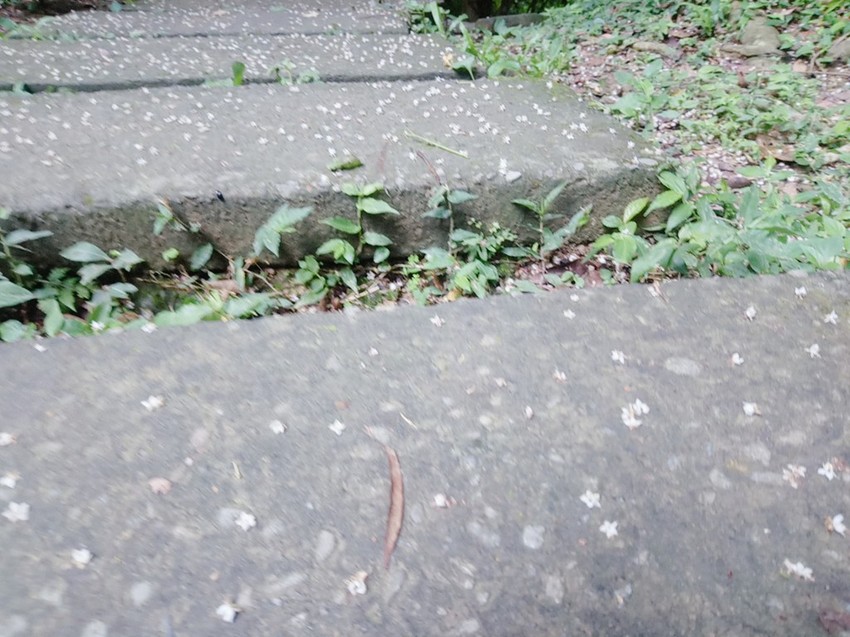 遊記：新北市三峽大板根森林遊樂園區，烤肉、踏青、玩水的好地方6/30前平日可以免費入園