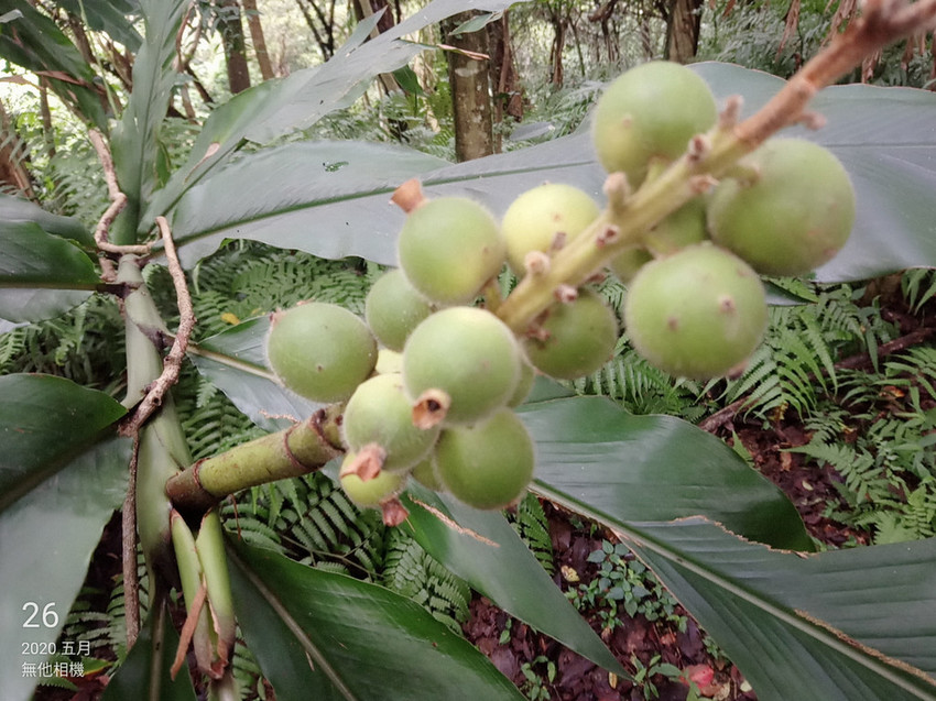 遊記：新北市三峽大板根森林遊樂園區，烤肉、踏青、玩水的好地方6/30前平日可以免費入園