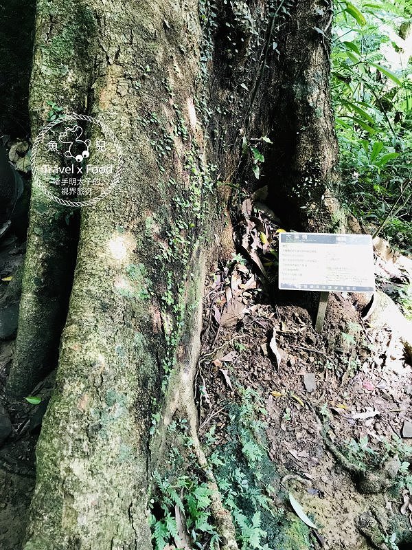 大板根一日遊｜戲水泡湯森林浴，親山親水全家趣，多元設施意猶未盡 @魚兒 x 牽手明太子的「視」界旅行