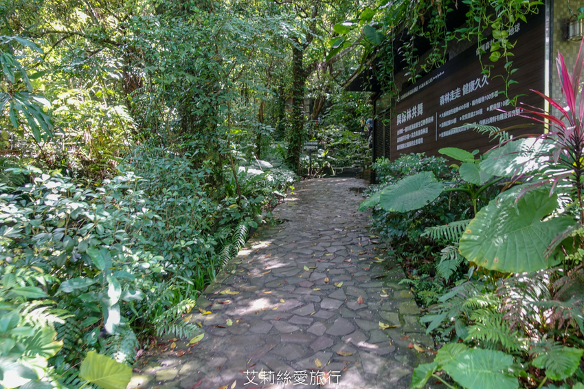 新北三峽景點》大板根原始森林區 限時免費入園 滿滿芬多精 避暑森林步道 - 艾莉絲愛旅行