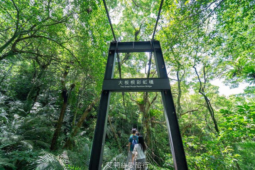 新北三峽景點》大板根原始森林區 限時免費入園 滿滿芬多精 避暑森林步道 - 艾莉絲愛旅行