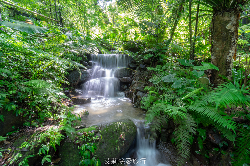 新北三峽景點》大板根原始森林區 限時免費入園 滿滿芬多精 避暑森林步道 - 艾莉絲愛旅行