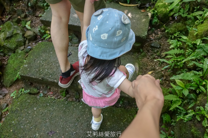 新北三峽景點》大板根原始森林區 限時免費入園 滿滿芬多精 避暑森林步道 - 艾莉絲愛旅行