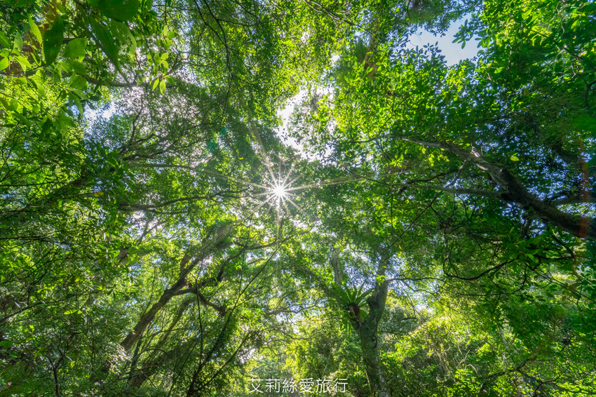 新北三峽景點》大板根原始森林區 限時免費入園 滿滿芬多精 避暑森林步道 - 艾莉絲愛旅行
