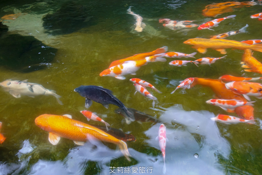 新北三峽景點》大板根原始森林區 限時免費入園 滿滿芬多精 避暑森林步道 - 艾莉絲愛旅行