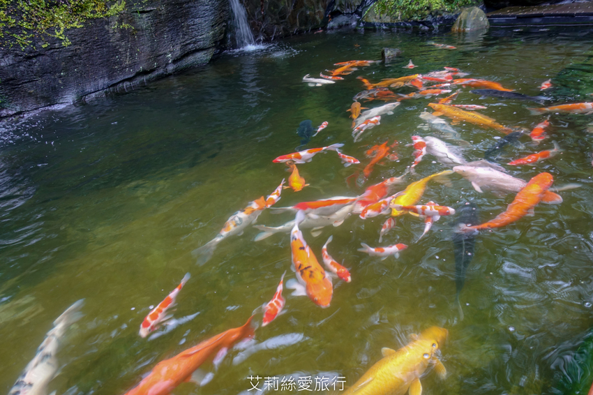 新北三峽景點》大板根原始森林區 限時免費入園 滿滿芬多精 避暑森林步道 - 艾莉絲愛旅行