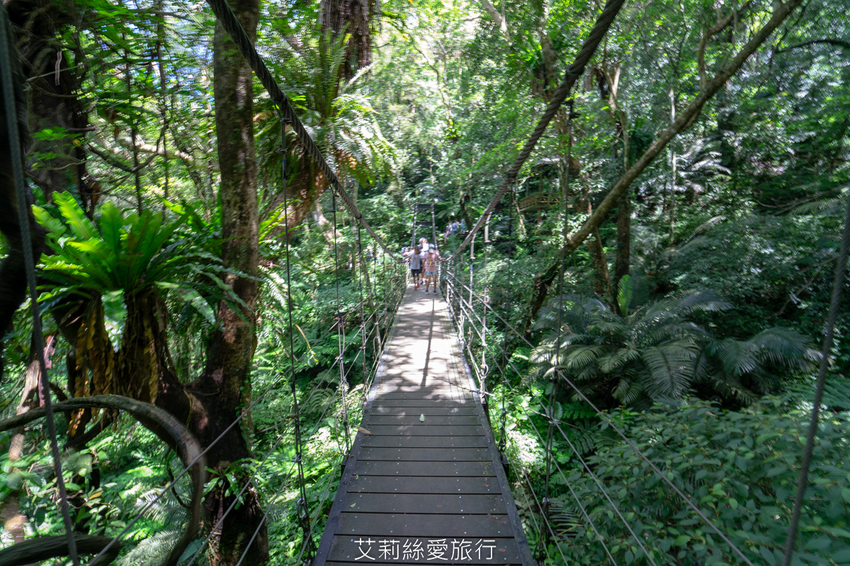 新北三峽景點》大板根原始森林區 限時免費入園 滿滿芬多精 避暑森林步道 - 艾莉絲愛旅行