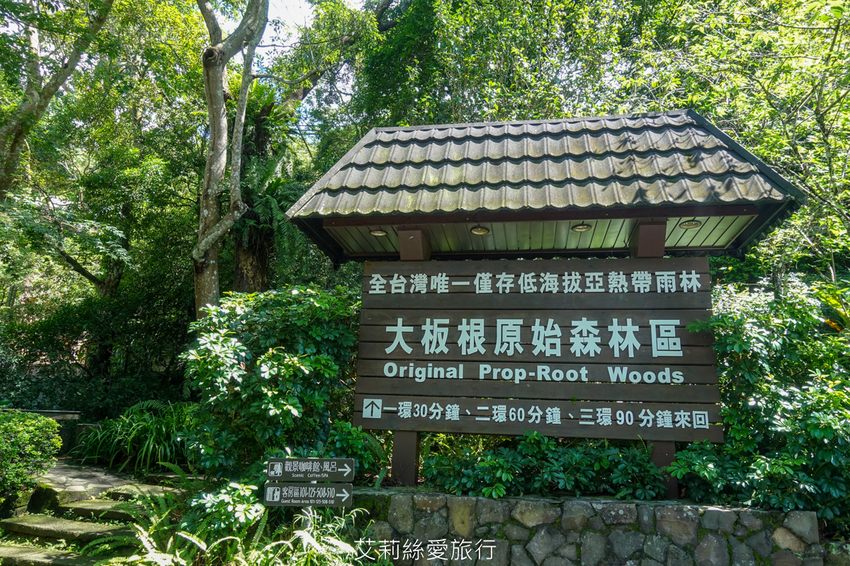 新北三峽景點》大板根原始森林區 限時免費入園 滿滿芬多精 避暑森林步道 - 艾莉絲愛旅行
