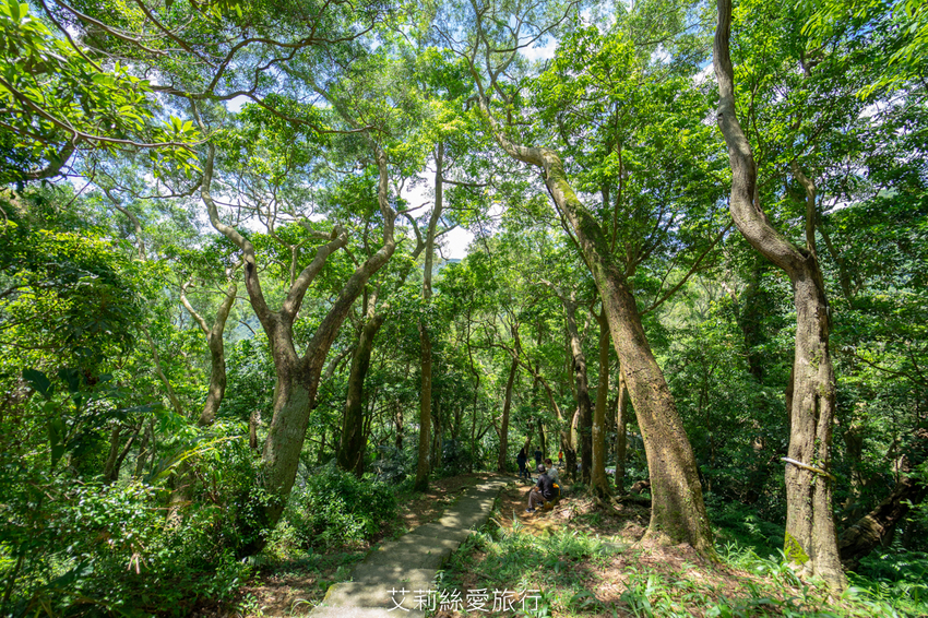 新北三峽景點》大板根原始森林區 限時免費入園 滿滿芬多精 避暑森林步道 - 艾莉絲愛旅行