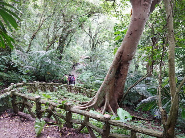 幹花榕-大板根森林溫泉酒店 (2).jpg 幹花榕-大板根森林溫泉酒店 (2).jpg