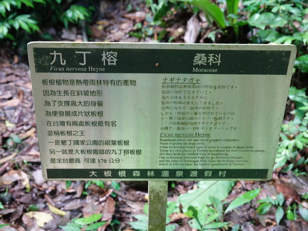 編號17-九丁榕-大板根森林步道 (4).JPG 編號17-九丁榕-大板根森林步道 (4).JPG