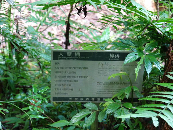編號16大葉楠-大板根森林步道 (1).JPG 編號16大葉楠-大板根森林步道 (1).JPG