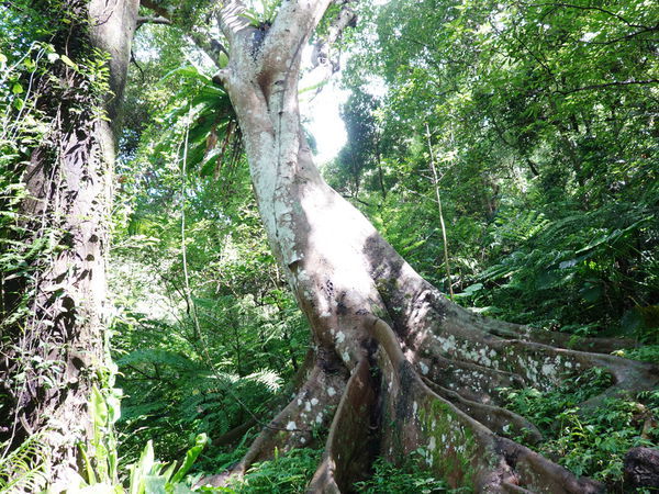 一環步道-幹花榕大板根-大板根森林溫泉酒店 (1).jpg 一環步道-幹花榕大板根-大板根森林溫泉酒店 (1).jpg